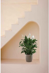 Spathiphyllum dans un pot auto-arrosant Classico