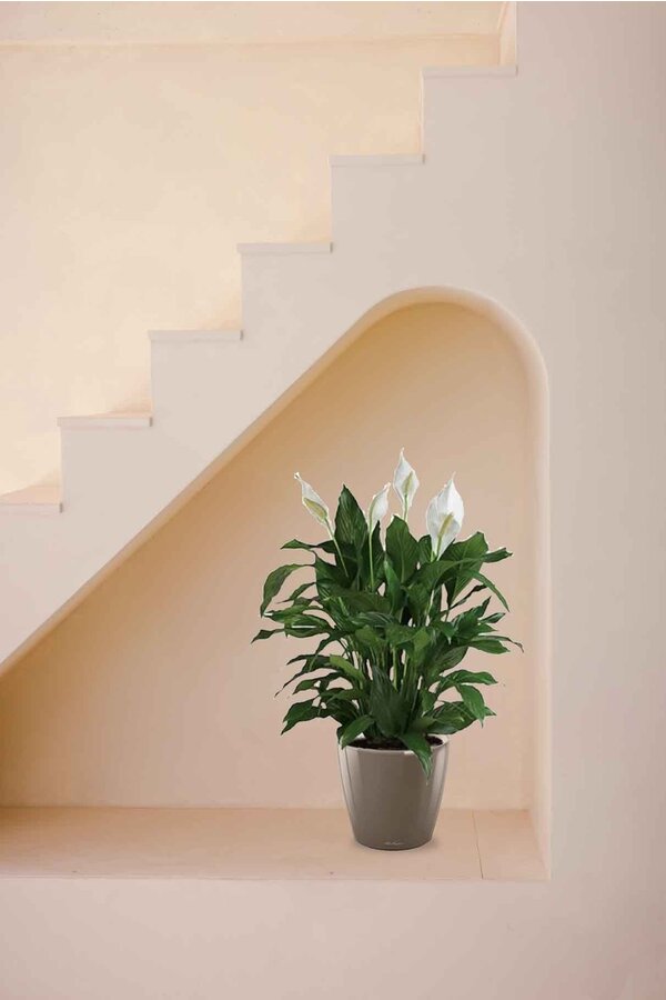 Spathiphyllum dans un pot auto-arrosant Classico