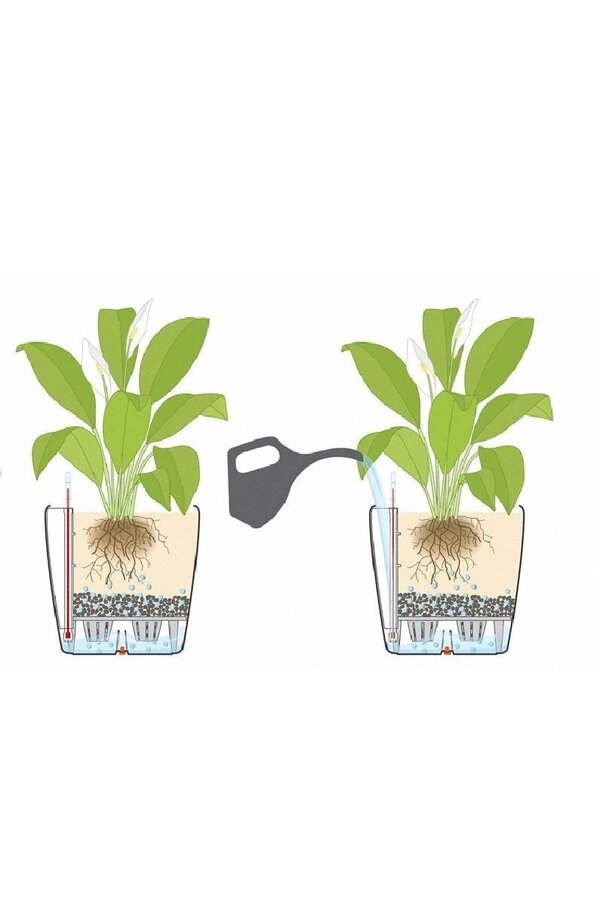 Spathiphyllum dans un pot auto-arrosant Classico