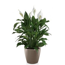 Lechuza Spathiphyllum dans un pot auto-arrosant Classico