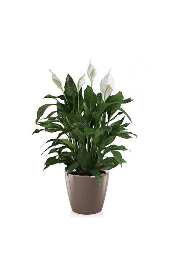 Spathiphyllum dans un pot auto-arrosant Classico