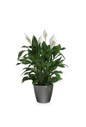 Spathiphyllum dans un pot auto-arrosant Classico