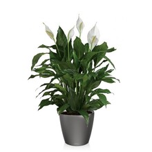 Lechuza Lepelplant in Zelfwatergevende Classico
