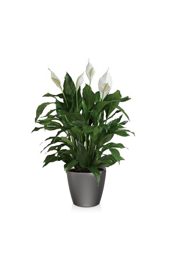 Spathiphyllum dans un pot auto-arrosant Classico