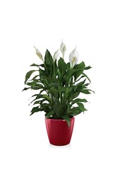 Lepelplant in Zelfwatergevende Classico