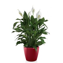 Lechuza Spathiphyllum dans un pot auto-arrosant Classico