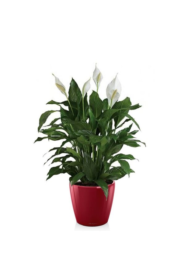Spathiphyllum dans un pot auto-arrosant Classico