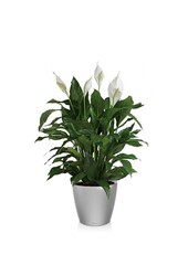 Spathiphyllum dans un pot auto-arrosant Classico