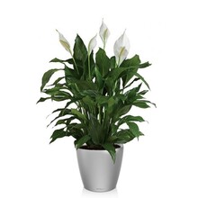 Lechuza Spathiphyllum dans un pot auto-arrosant Classico