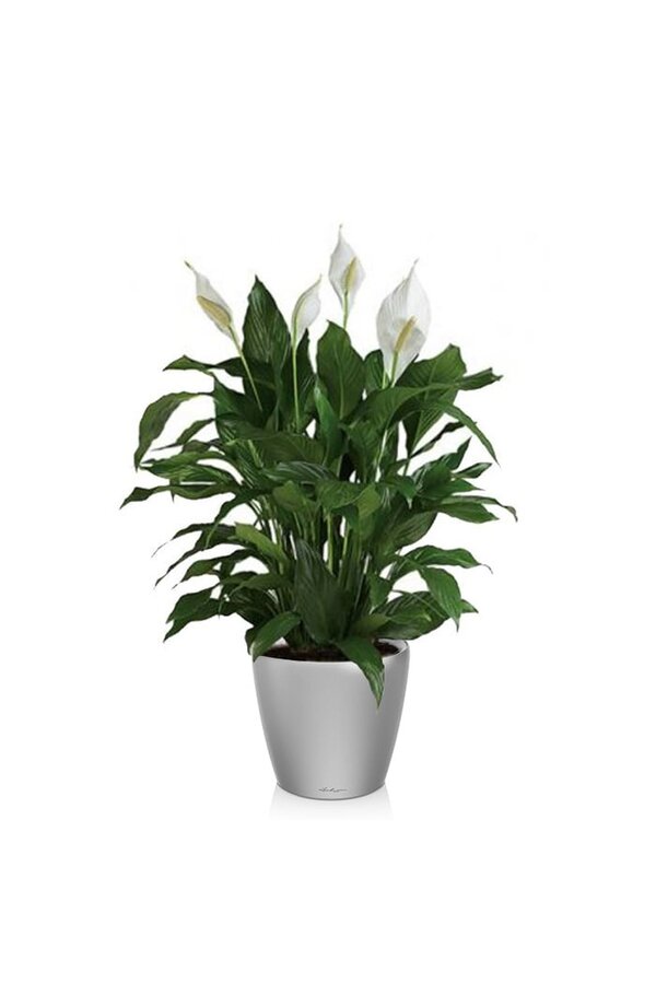 Lepelplant in Zelfwatergevende Classico