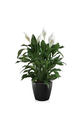 Spathiphyllum dans un pot auto-arrosant Classico