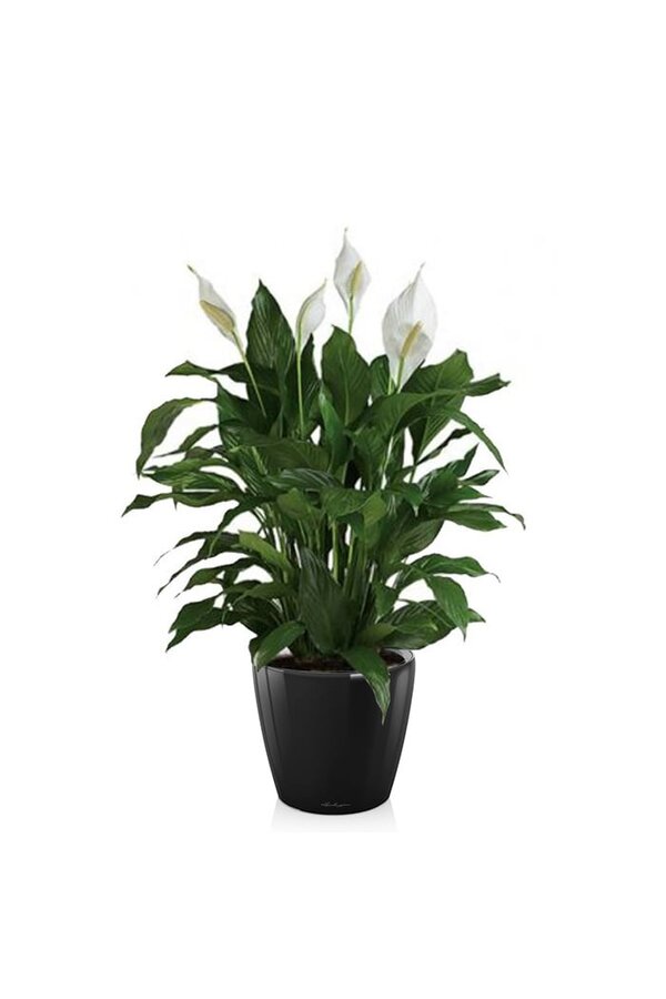 Spathiphyllum dans un pot auto-arrosant Classico