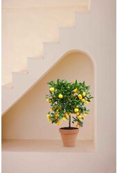 Oranger M en Terra Cotta