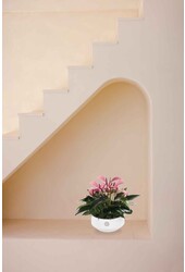 Anthurium de table violet