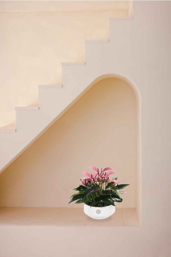 Anthurium de table violet