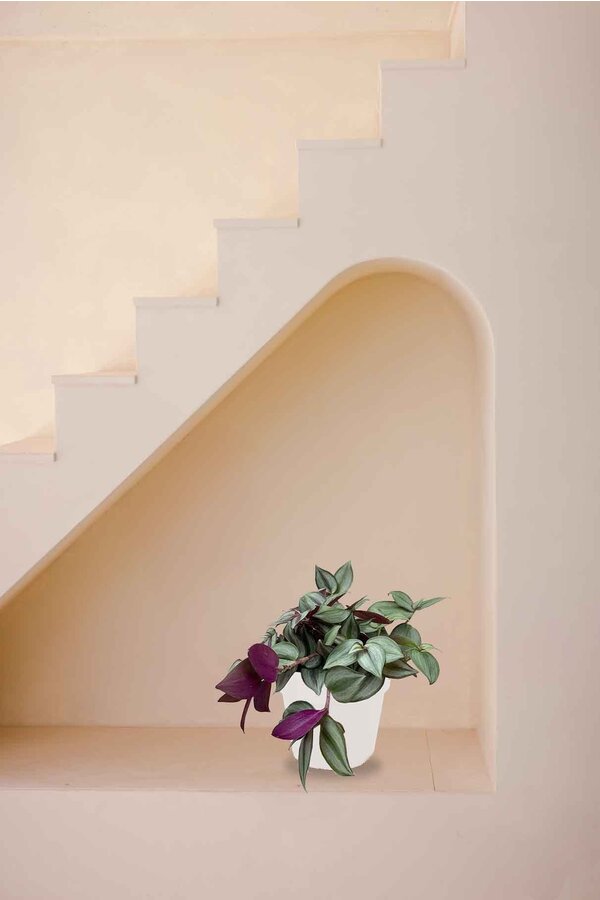 Tradescantia Rouge in B. for Soft