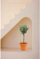 Olivier dans un pot en terre cuite