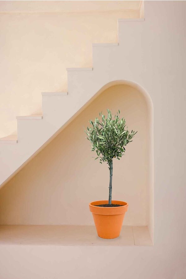 Olijfboom in Terra Cotta pot