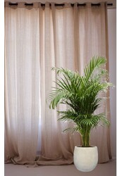 Palmier doré Aréca dans pot de fleurs Balloon