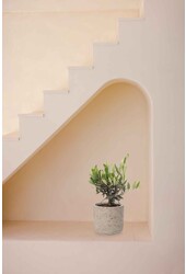 Mini Olivier dans Charlie gris délavé