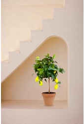 Citronnier en Terre Cuite