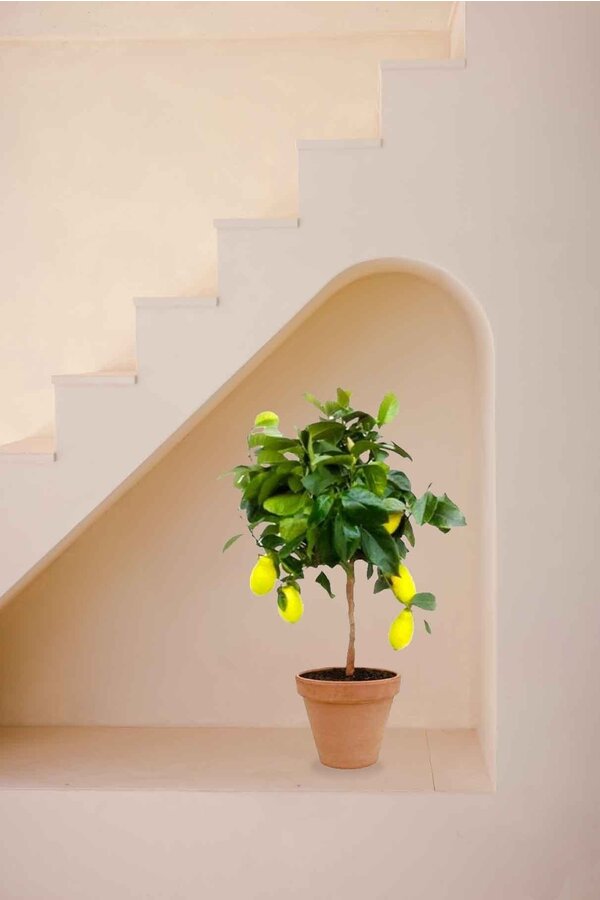 Citronnier en Terre Cuite