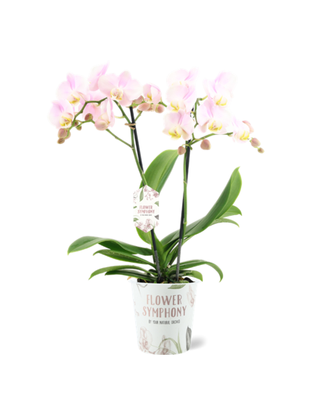 Phalaenopsis