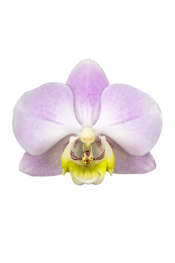 Orchidee Angles Eyes