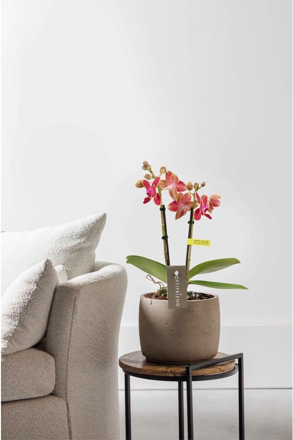 Phalaenopsis Optifriend Kyra