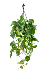 Philodendron Scandens
