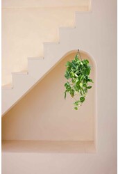 Philodendron Scandens