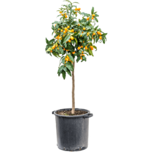 Citrus Calamondin
