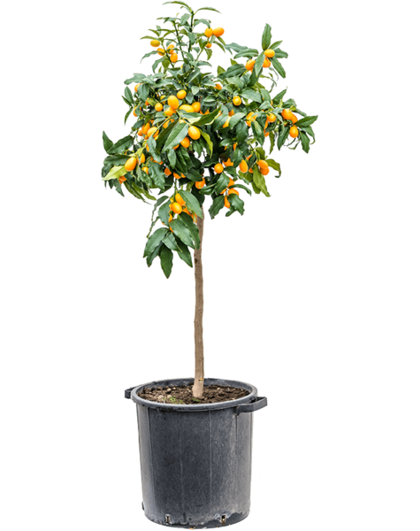 Citrus Calamondin