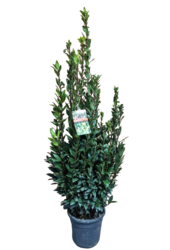 Laurus Nobilis Arbuste L