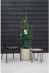 Laurus Nobilis Arbuste L