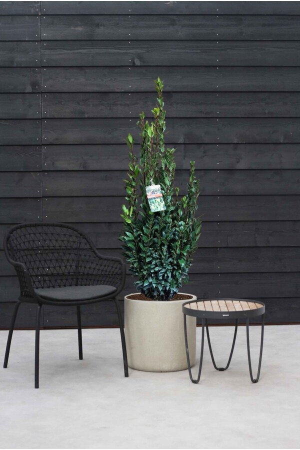 Laurus Nobilis Arbuste L