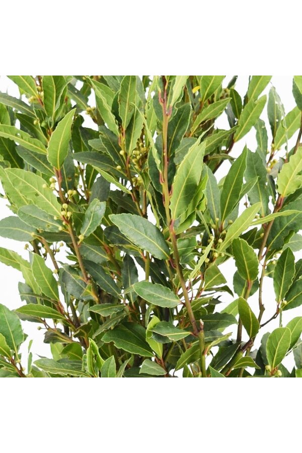 Laurus Nobilis Struik L