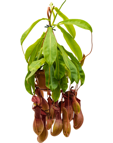 Nepenthes