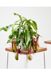 Nepenthes alata