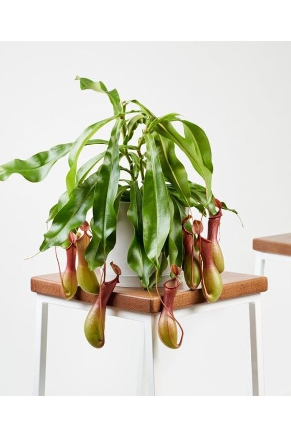 Nepenthes alata