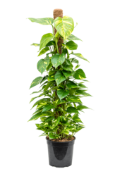 Epipremnum Scindapsus S