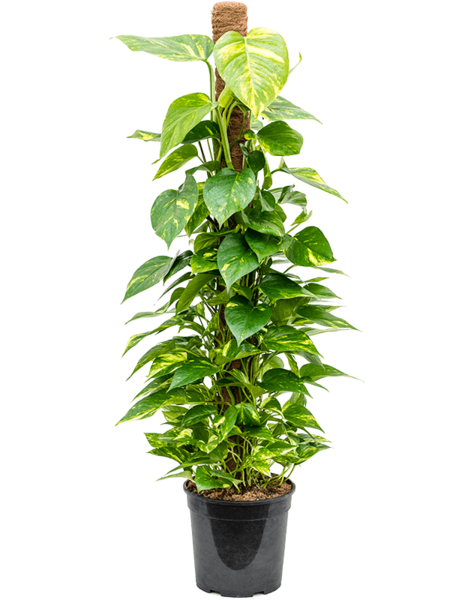Epipremnum
