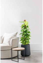 Epipremnum Scindapsus S