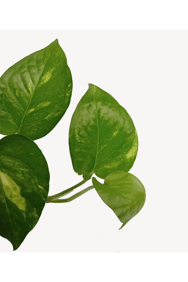 Epipremnum Scindapsus S
