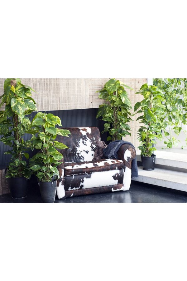 Epipremnum Scindapsus S