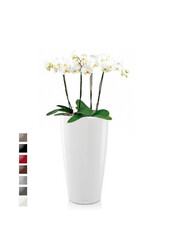 Orchidées dans un Rondo auto-arrosant