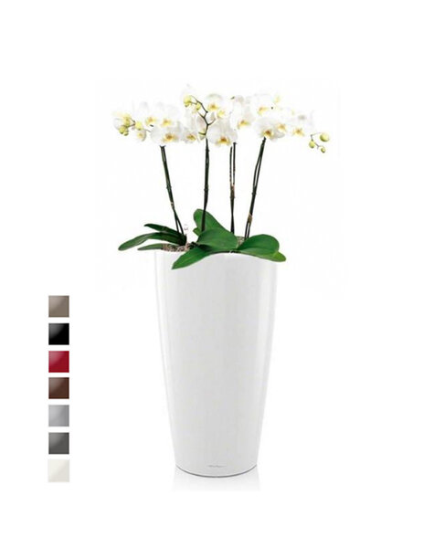 Lechuza Lechuza | Phalaenopsis