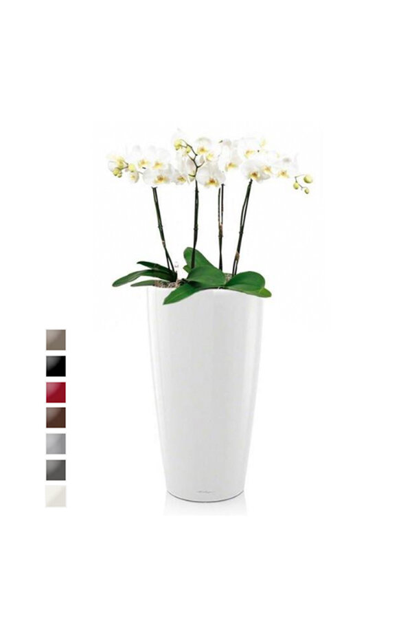 Orchidées dans un Rondo auto-arrosant