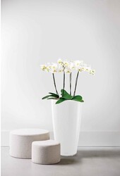 Orchidées dans un Rondo auto-arrosant