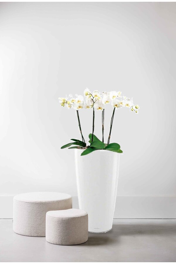 Orchidées dans un Rondo auto-arrosant